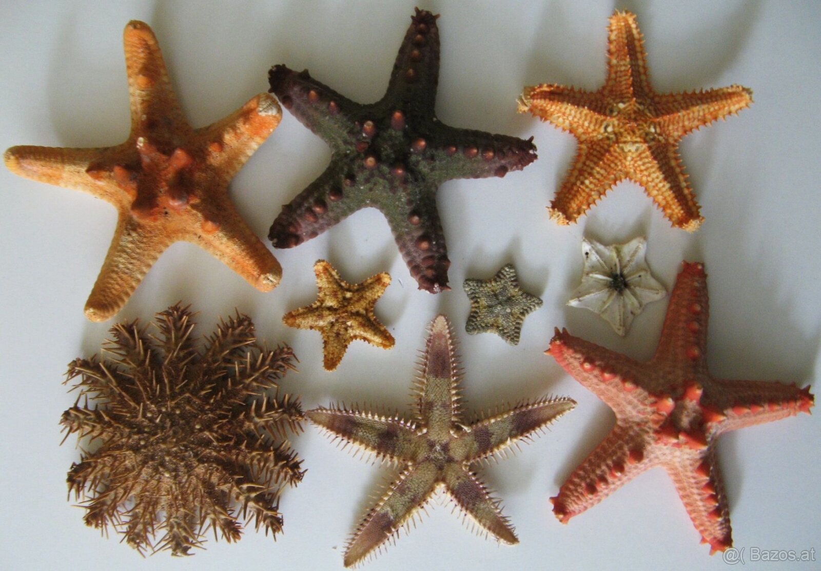 Muschelverkaufsausstellung 28. 3. BRNO - 4