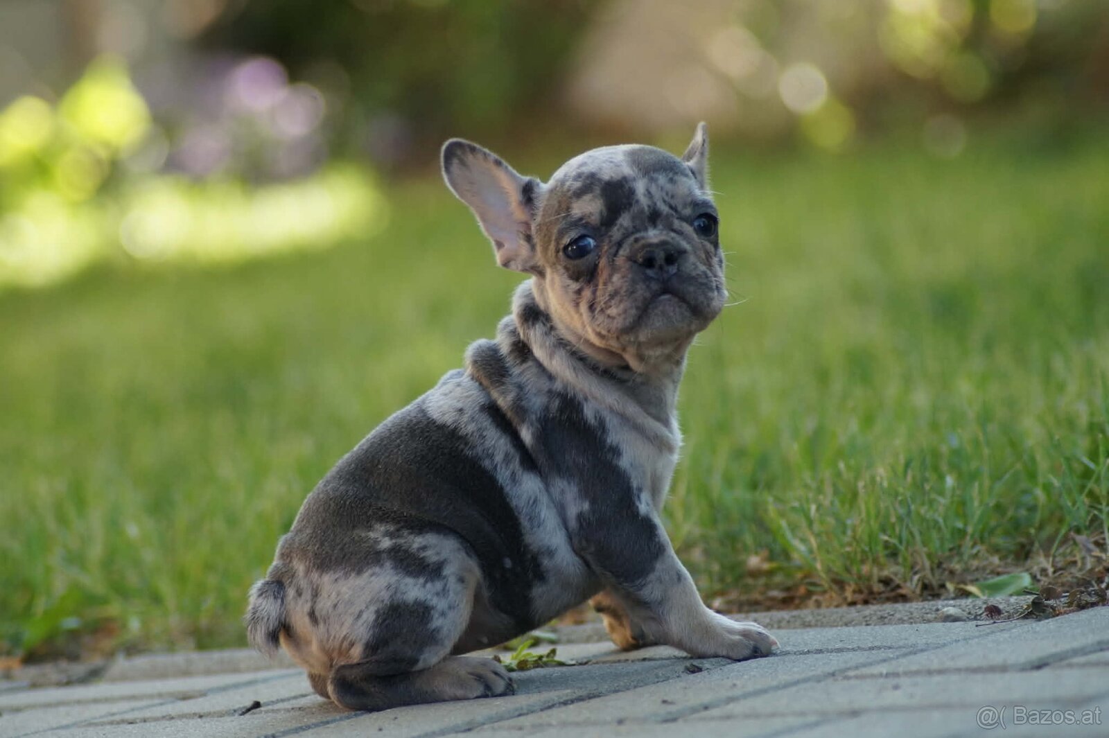Fr. Bulldogge Welpe - 4