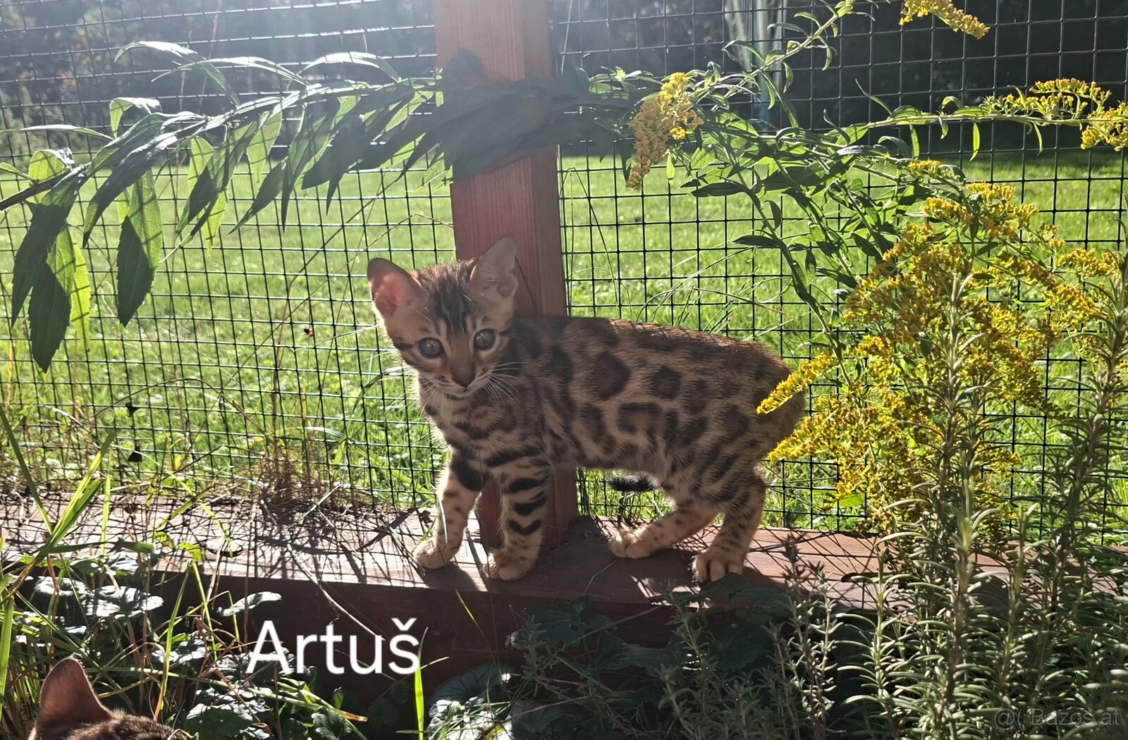 BENGAL-KITTEN MIT FIFe-STAMMBAUM - 4