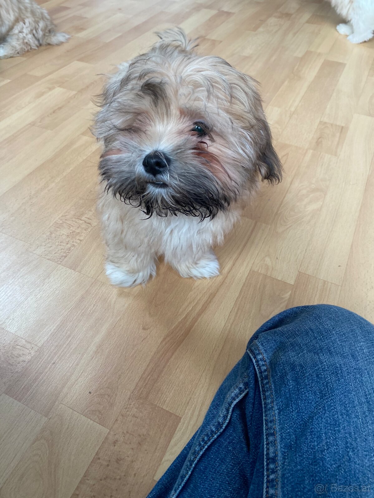 2 zuckersüße Malteser/Shitzu Welpen sichen ein Zuhause - 4