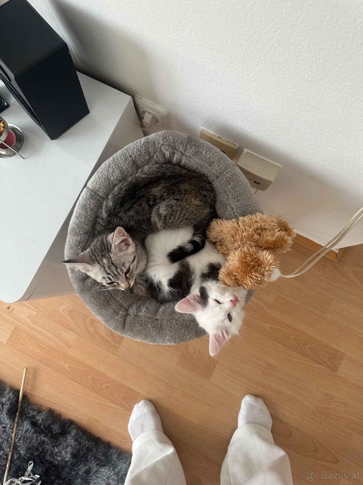 Katzen zu verkaufen - 4