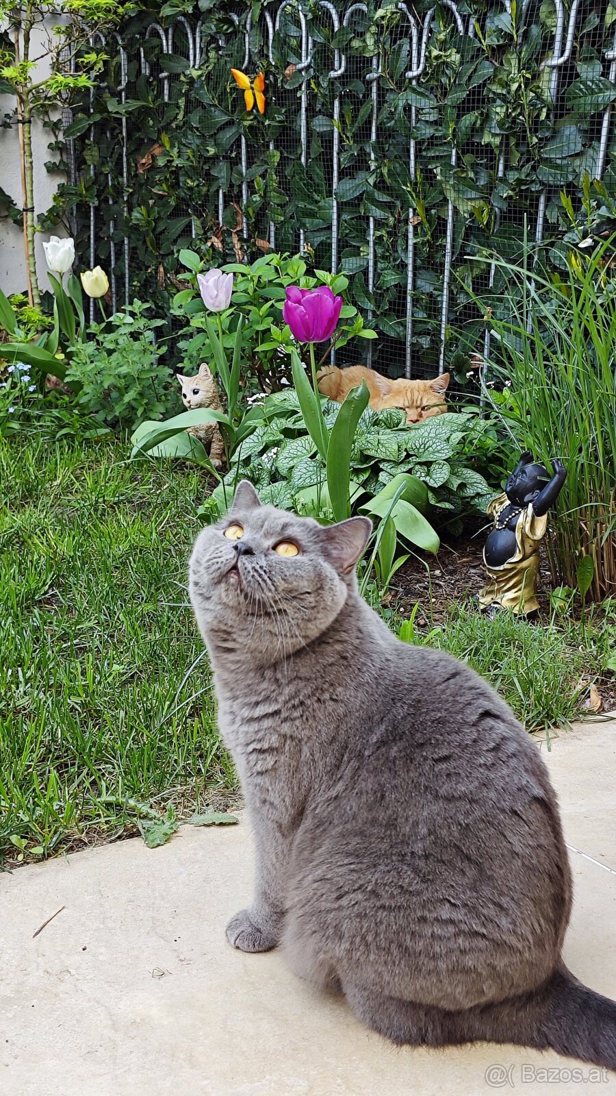 Britisch Kurzhaar Katzen - 4