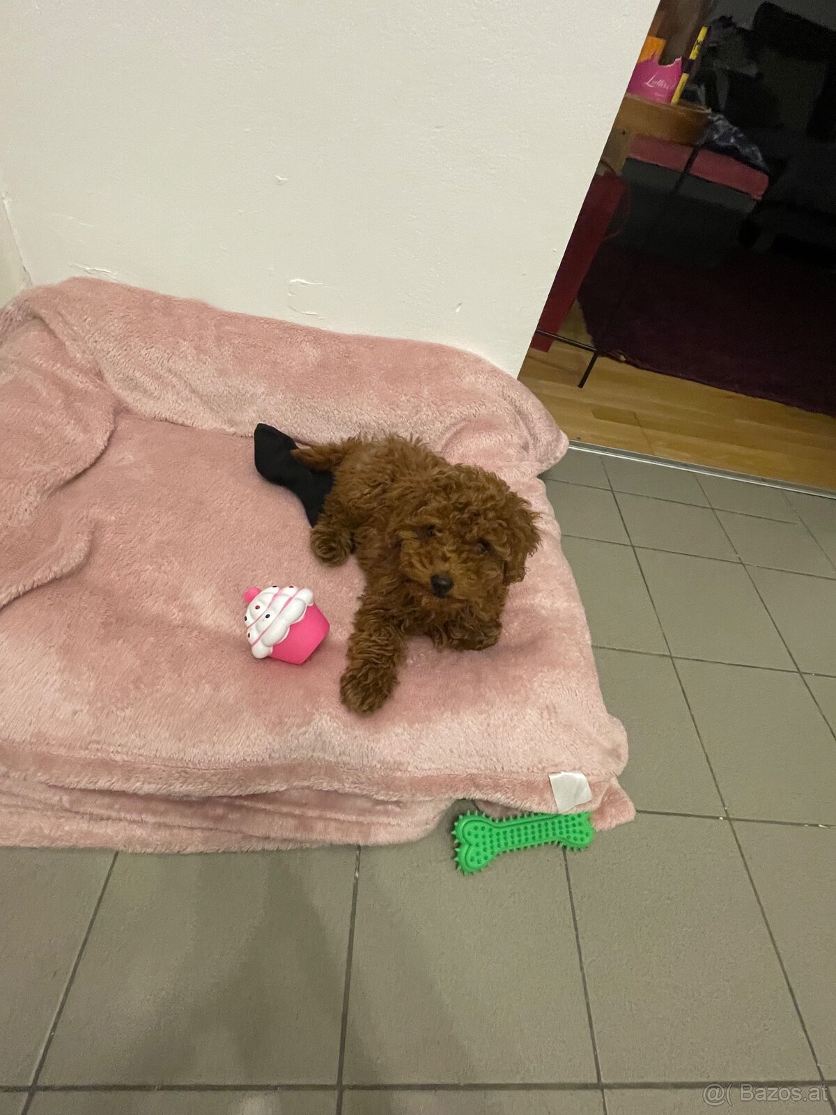 Toy Poodle - 4