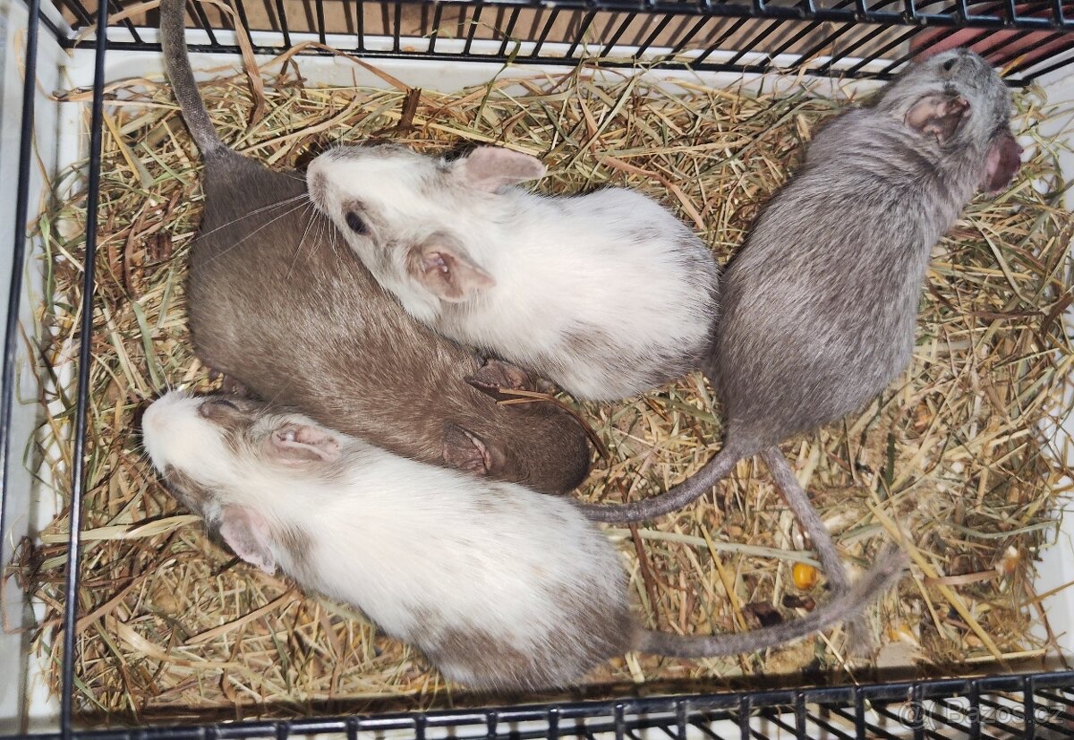 Degus - 4