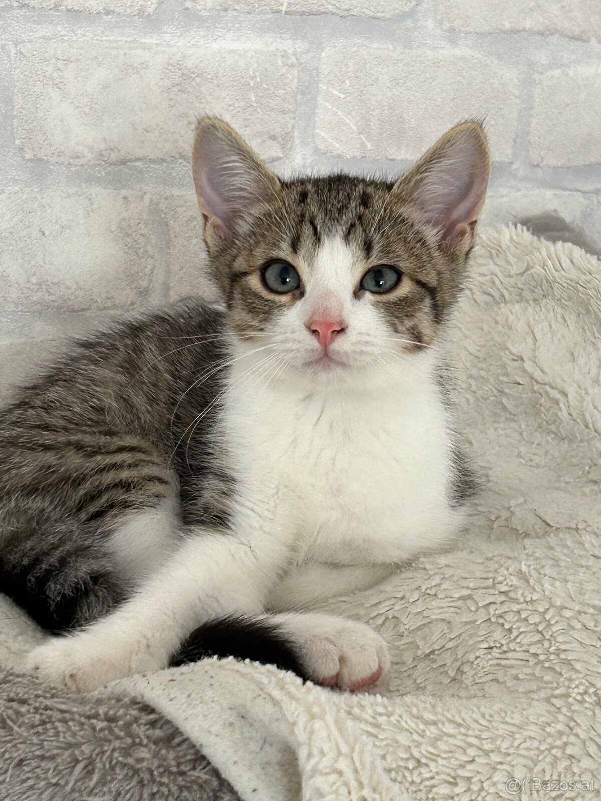 🐾 Zwei Katzenmädchen suchen ein liebevolles Zuhause - 4