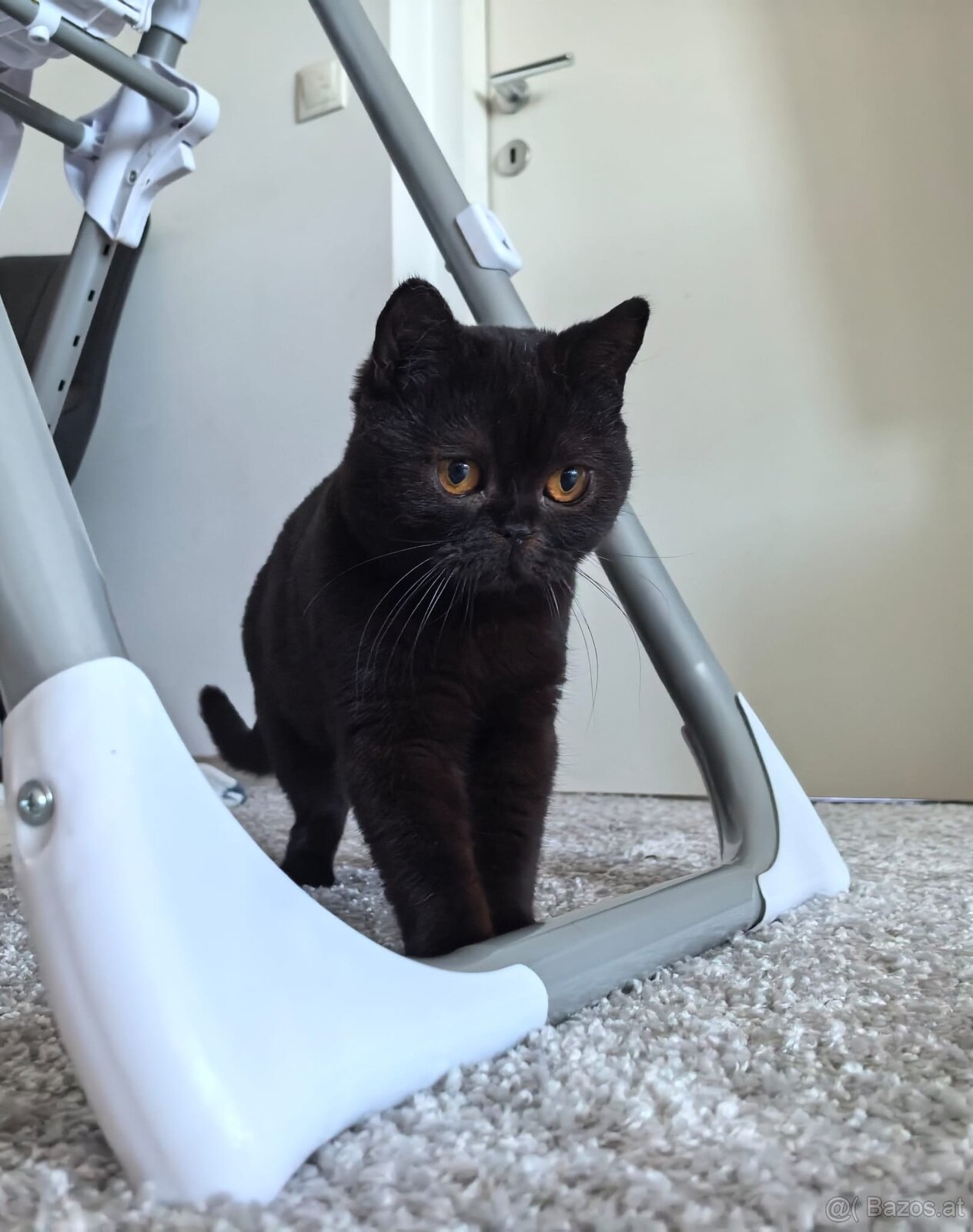 BKH Kater - Notfallabgabe (Katze) - 4