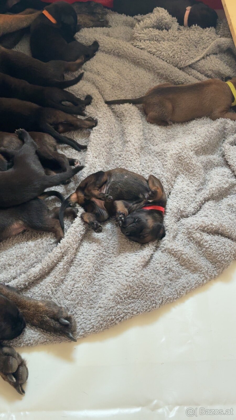 Cane Corso x Malinois Welpen - 4