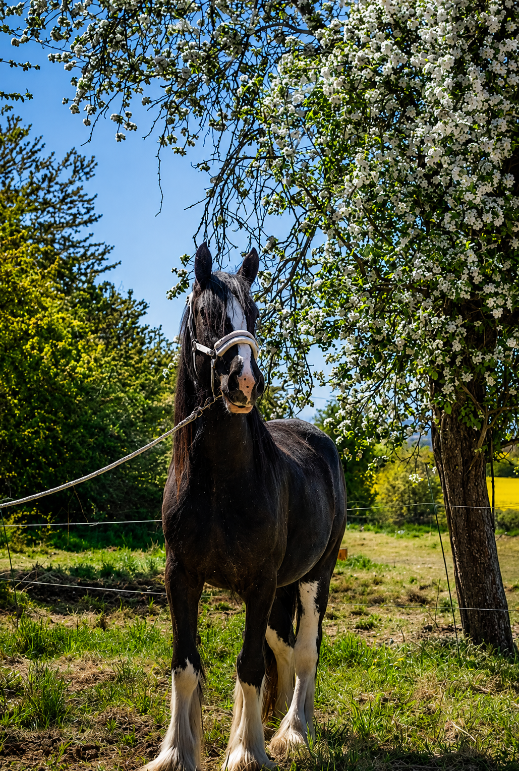 Shire horse stute - 4