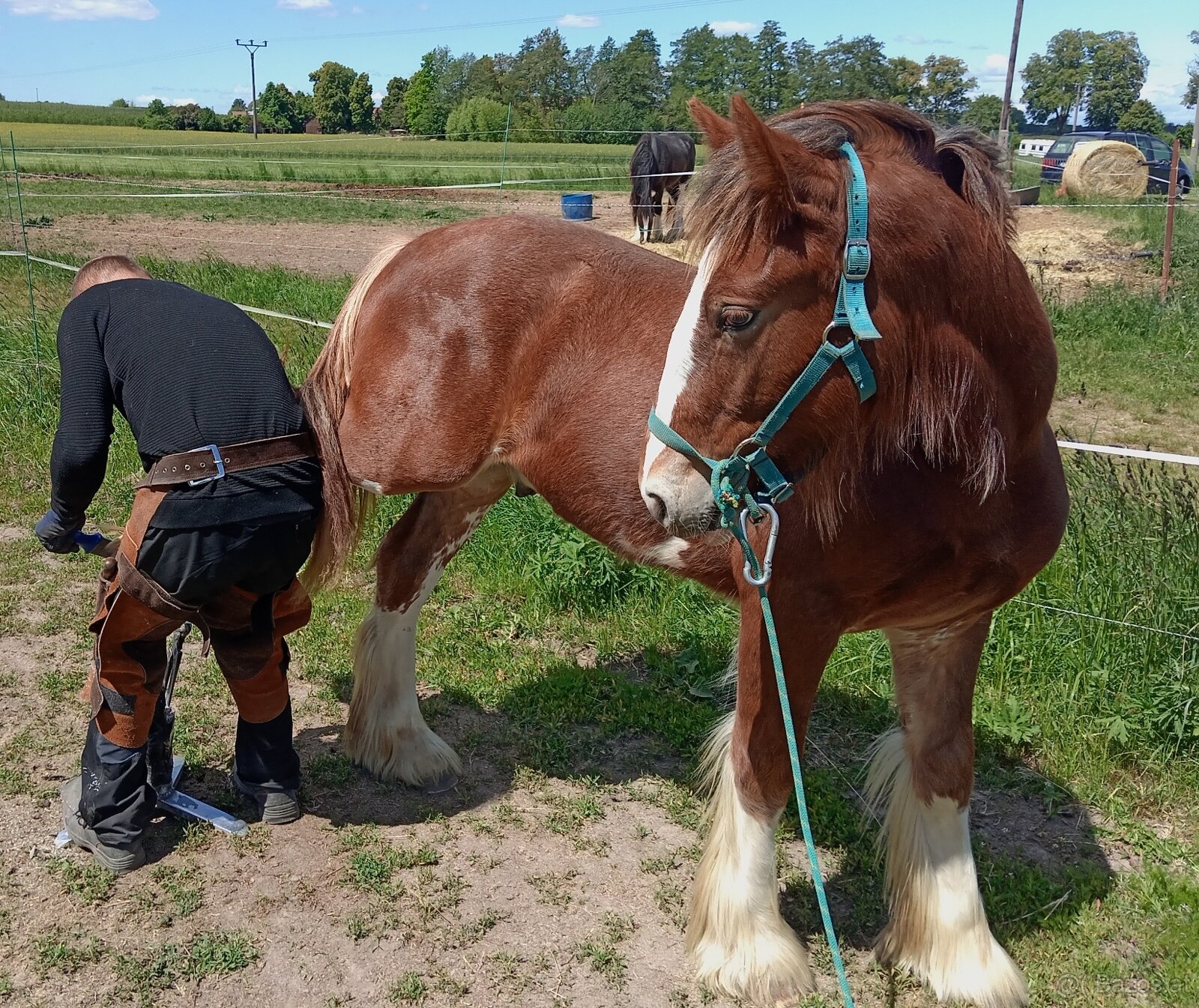 Drum horse hengst - 4