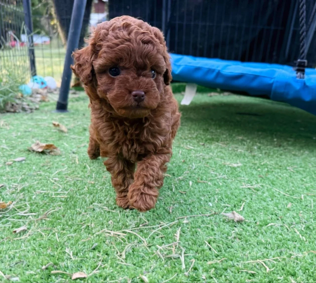 F1b Cavapoo-Welpen (Milo & Teddy) adoptiert - 4