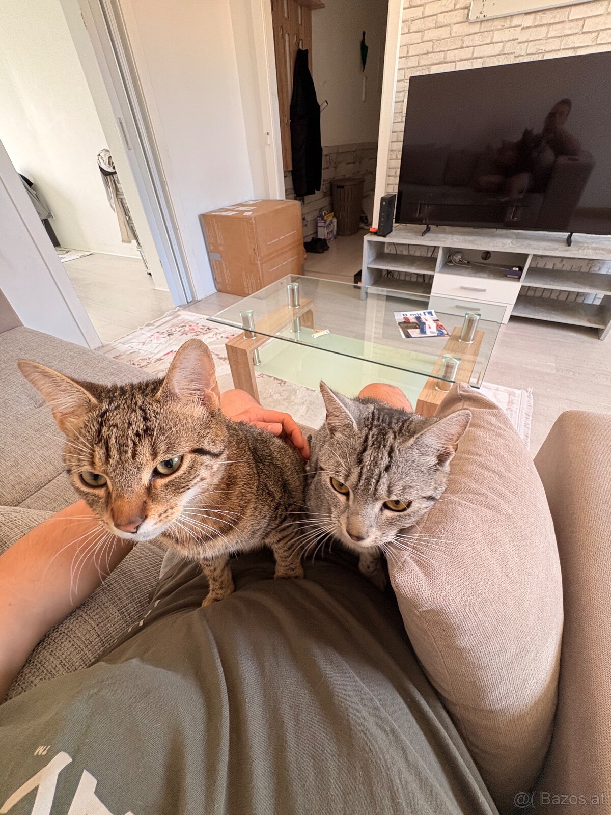 2 Junge Katzen weiblich und Junge 6 Monate alt - 4