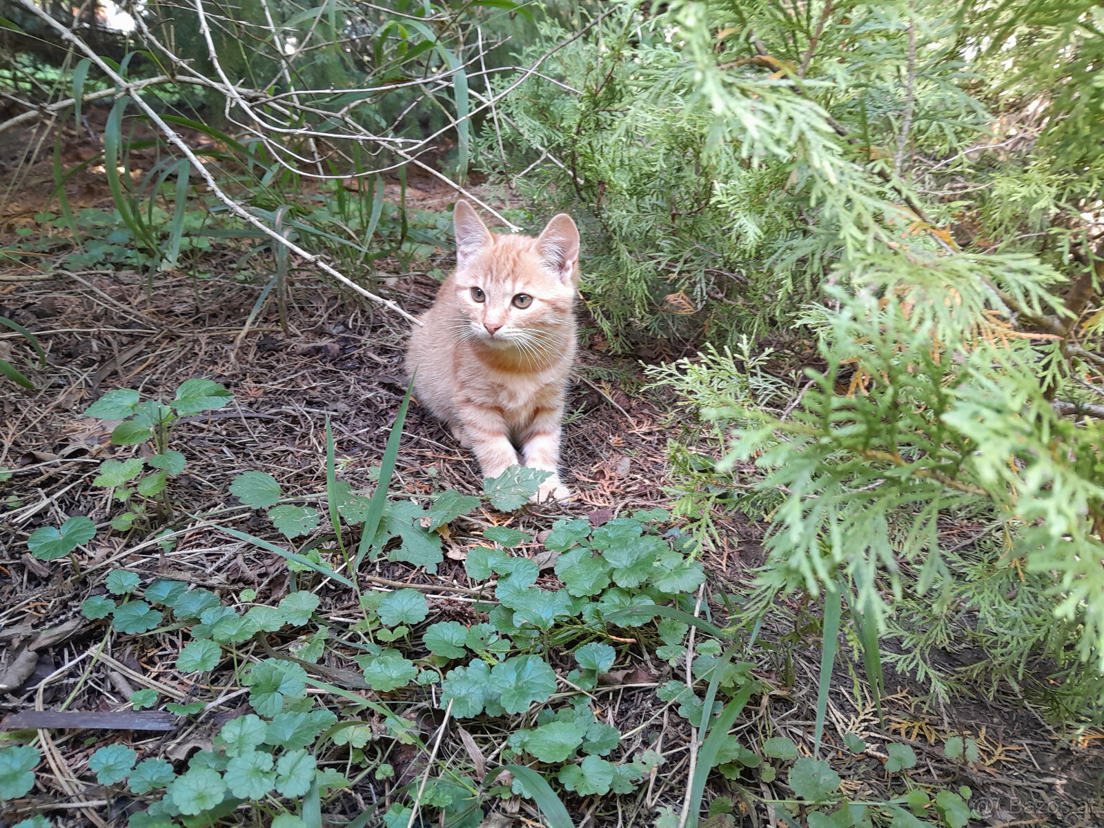 3 junge Kater herzugeben - 4