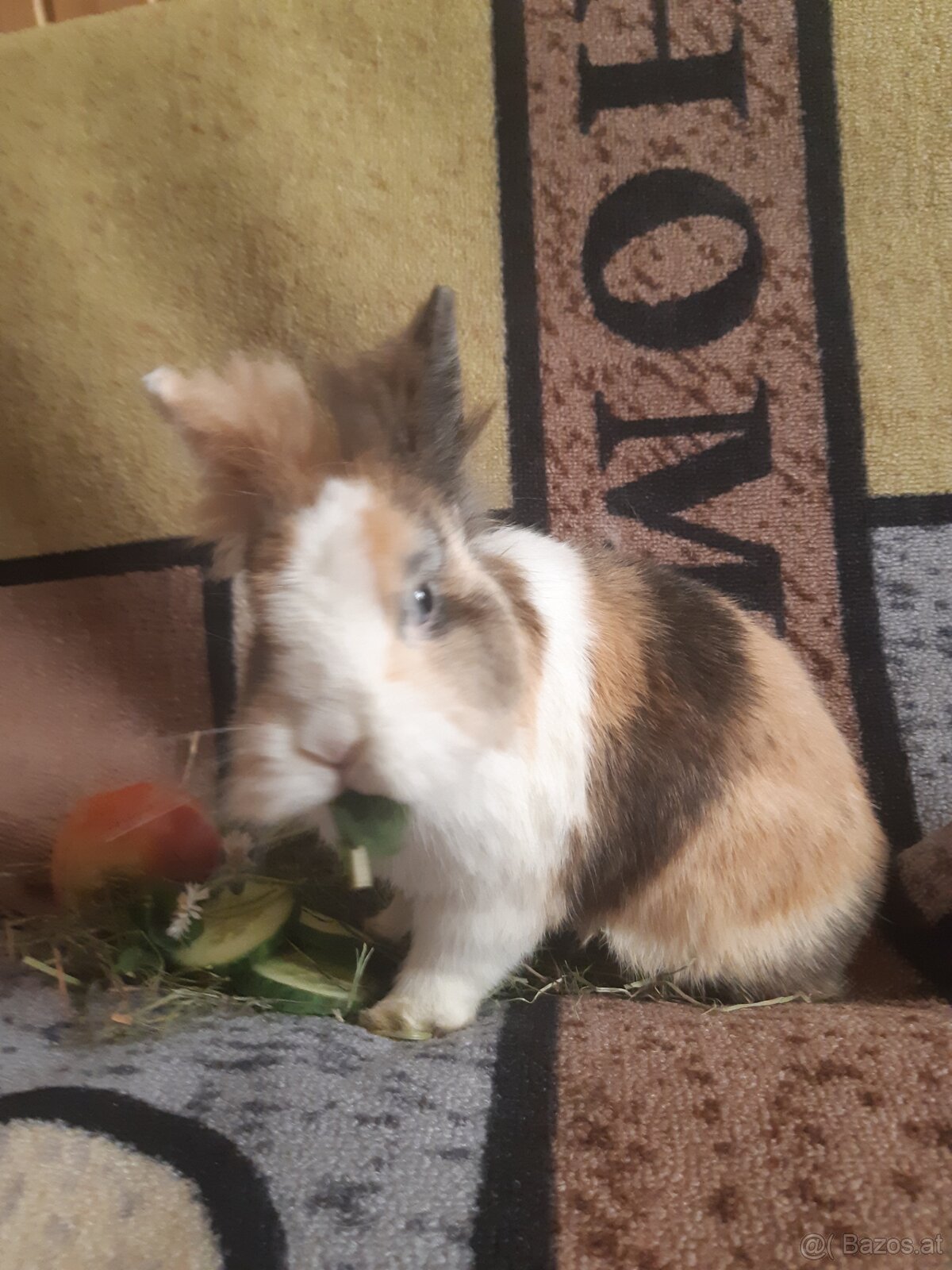 Zwergkaninchen Löwenkopf Bub zu vergeben - 4