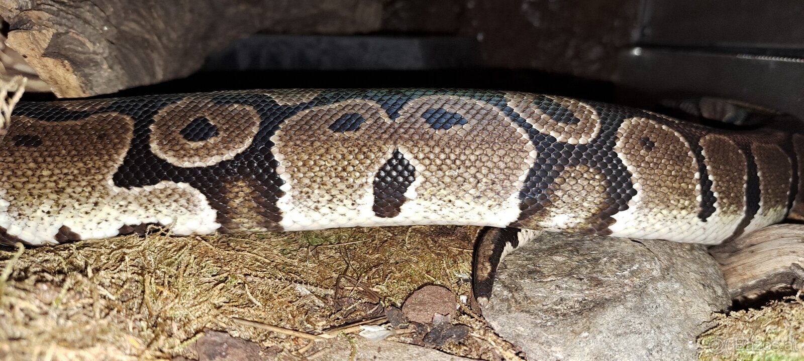 Terrarium inkl. viel Technik - 4