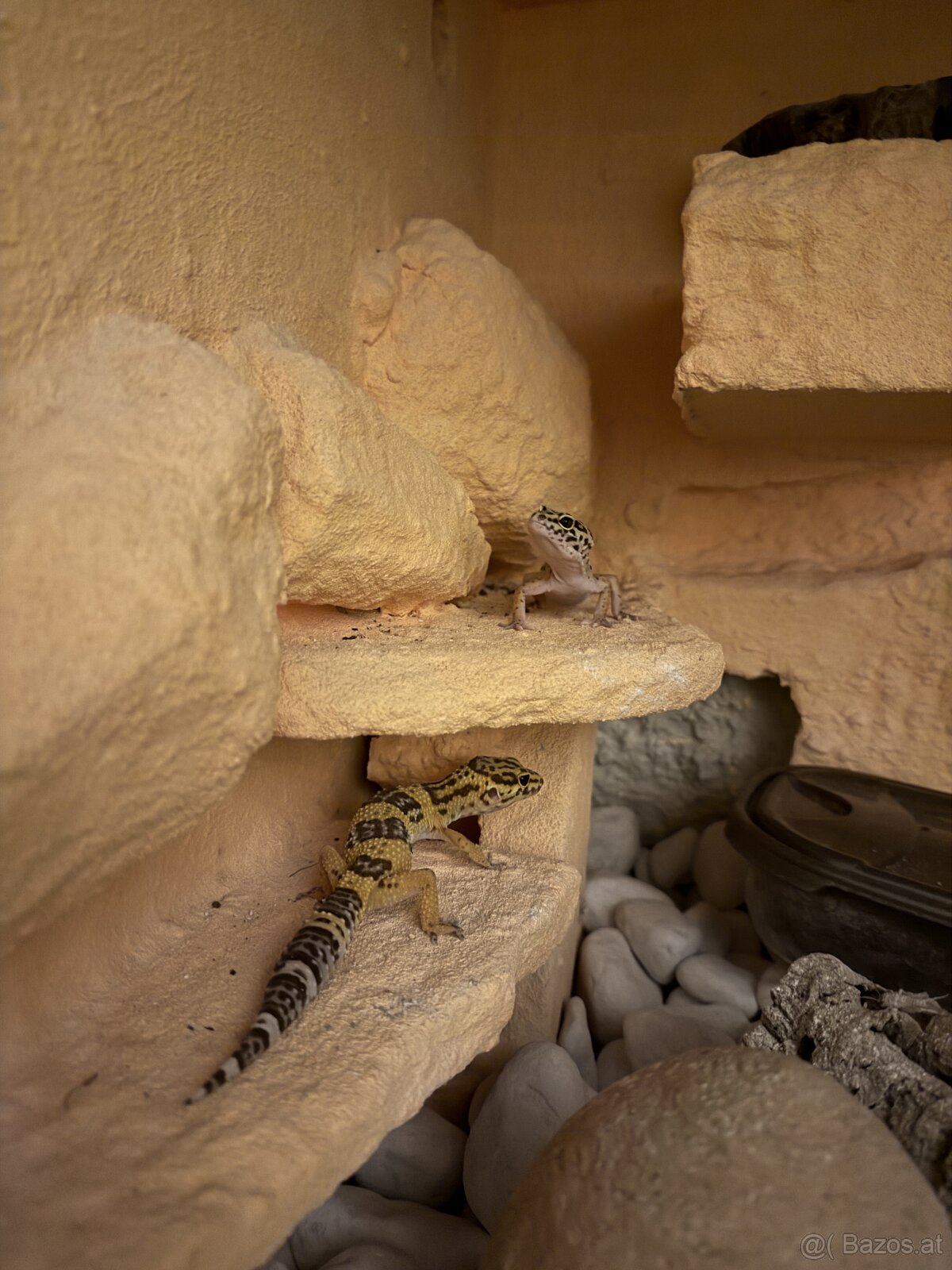 Leopardengeckos - 4