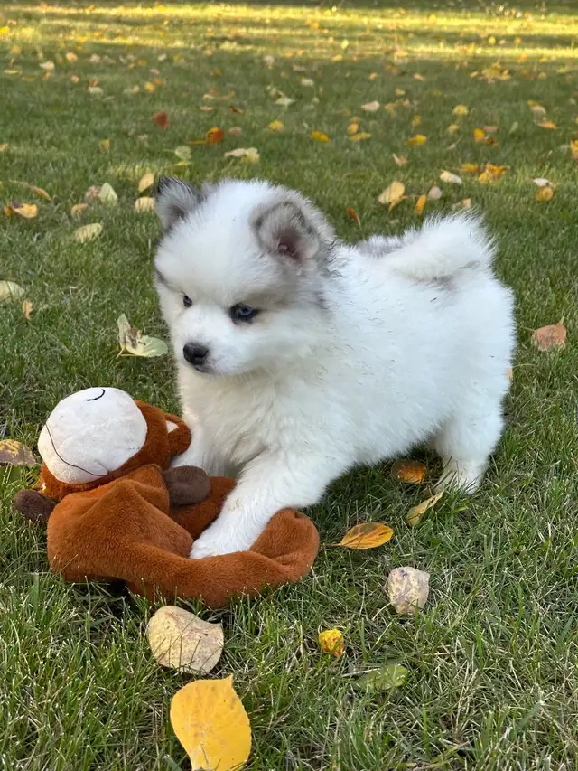 Pomsky-Welpen - 4