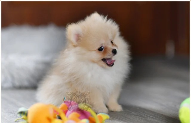 Wunderschöne Pomeranian-Welpen - 4