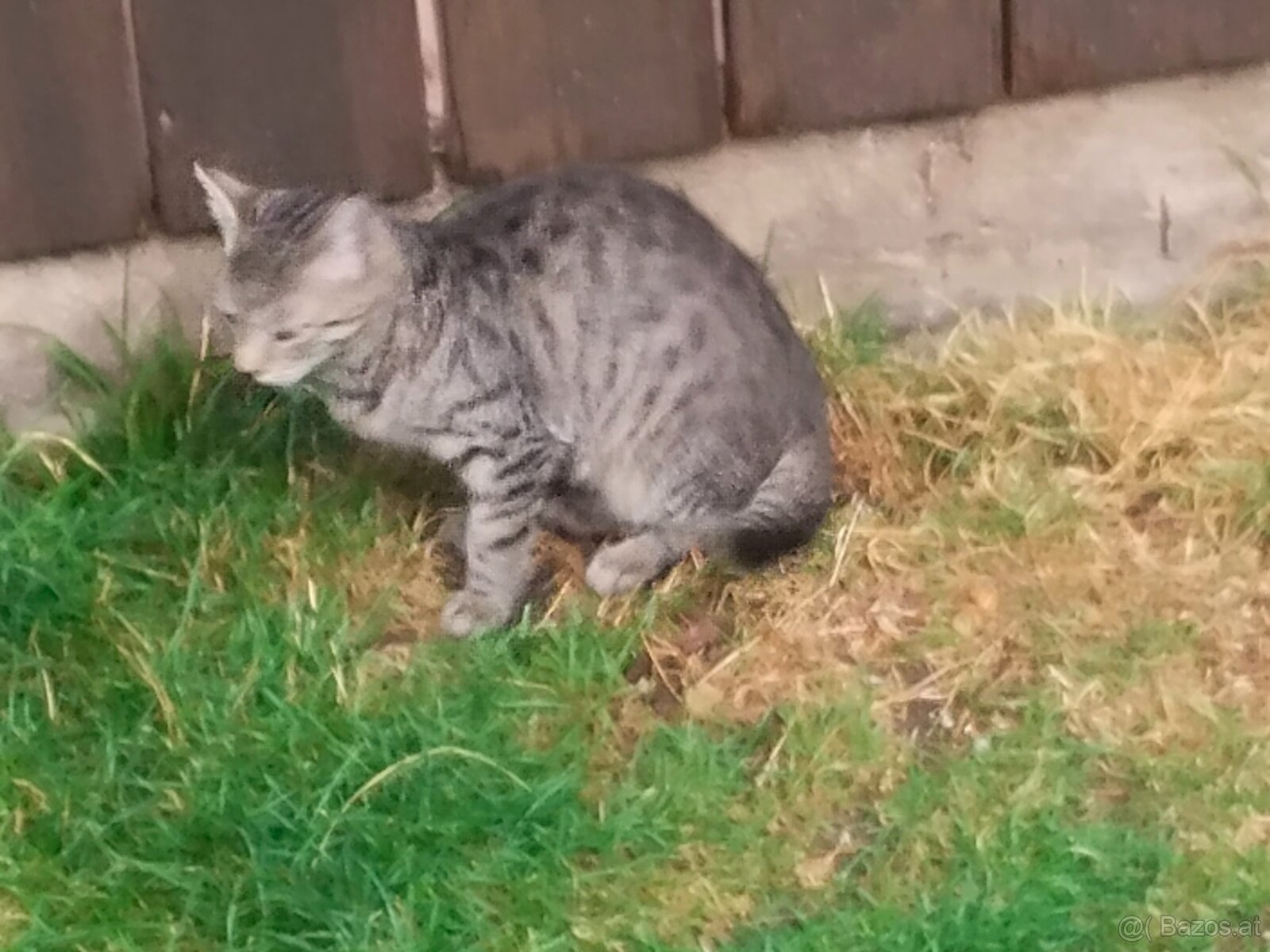 Junge Katze - 4