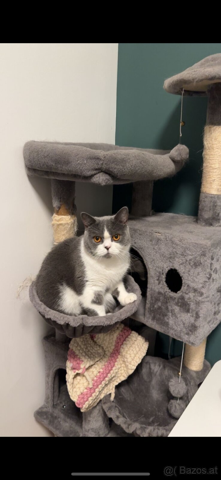 BKH Britisch Kurzhaar Kater Blue Bicolor - 4