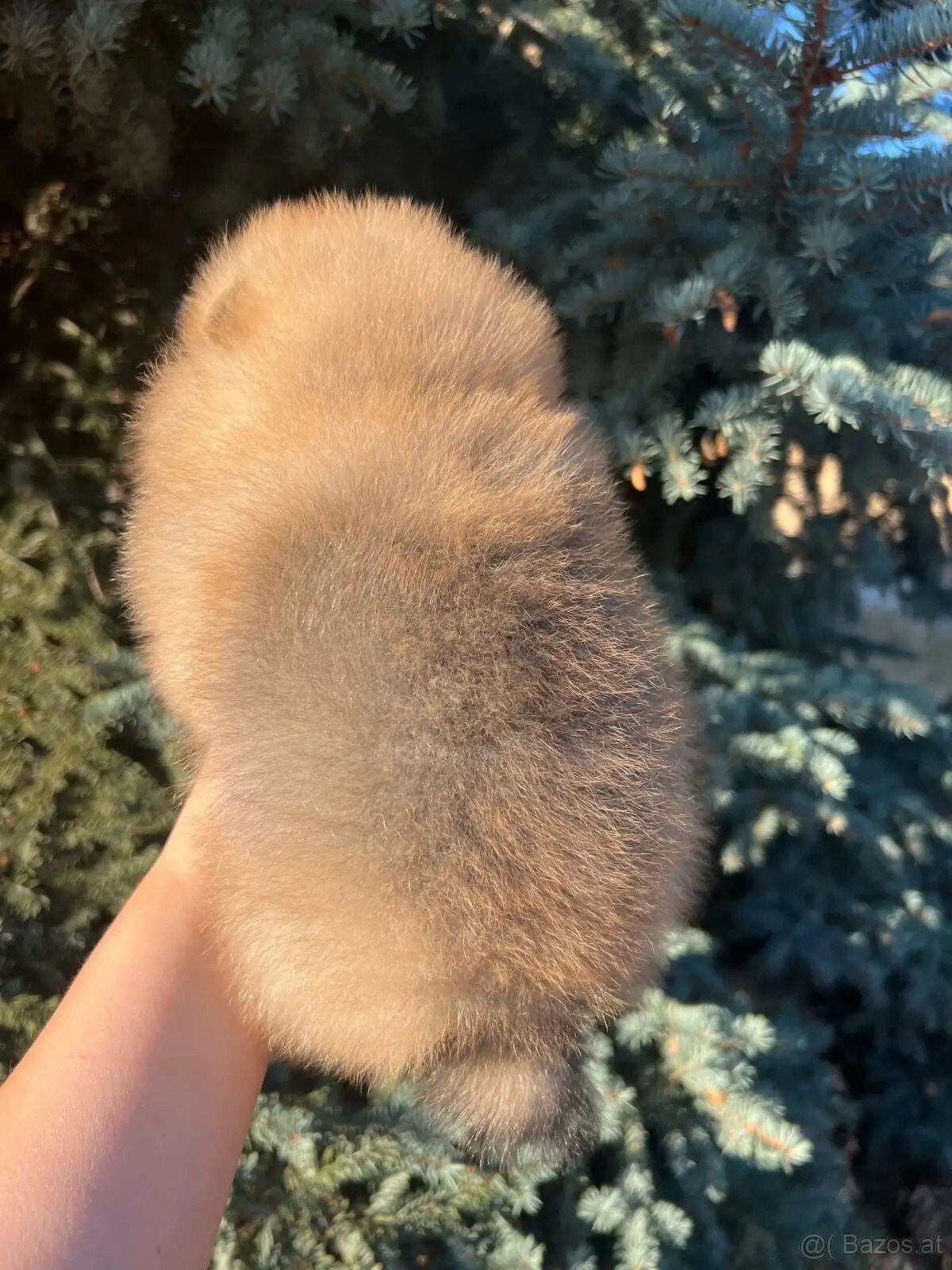 Wunderschöne Zwergspitz-Pomeranian-Welpen - 4