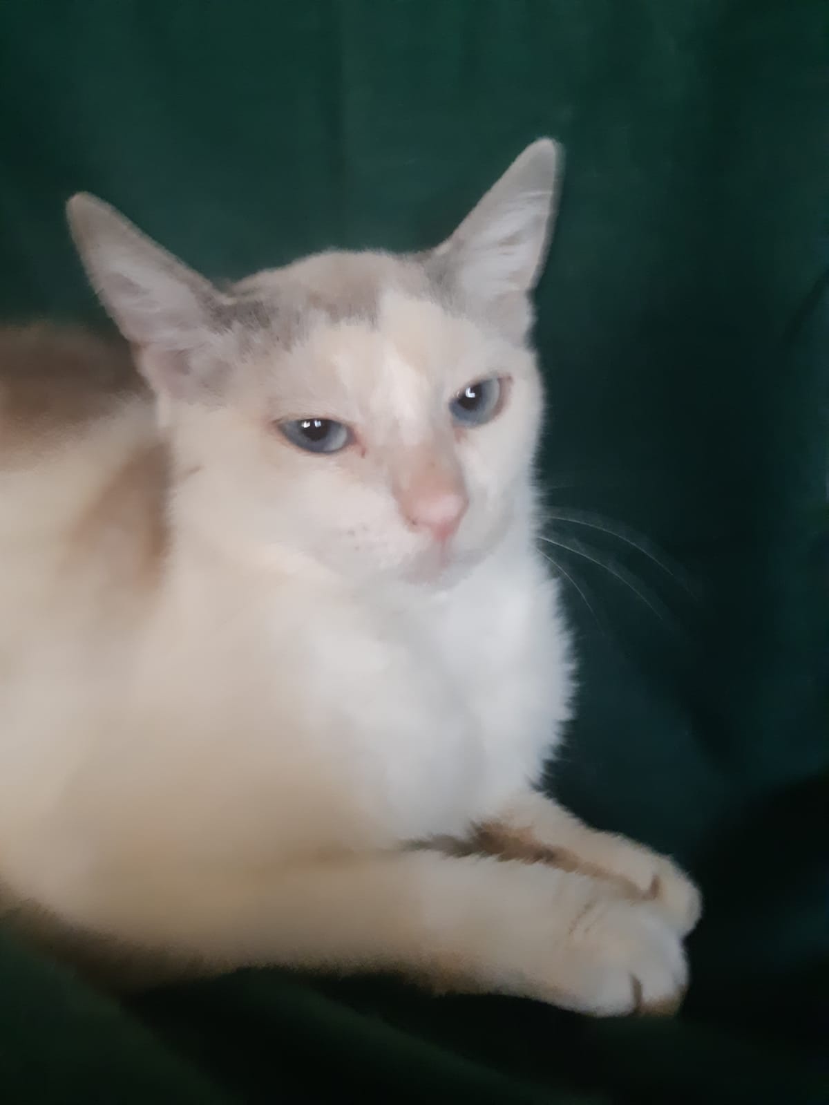 KATZE ,weiblich, geimpft - 4