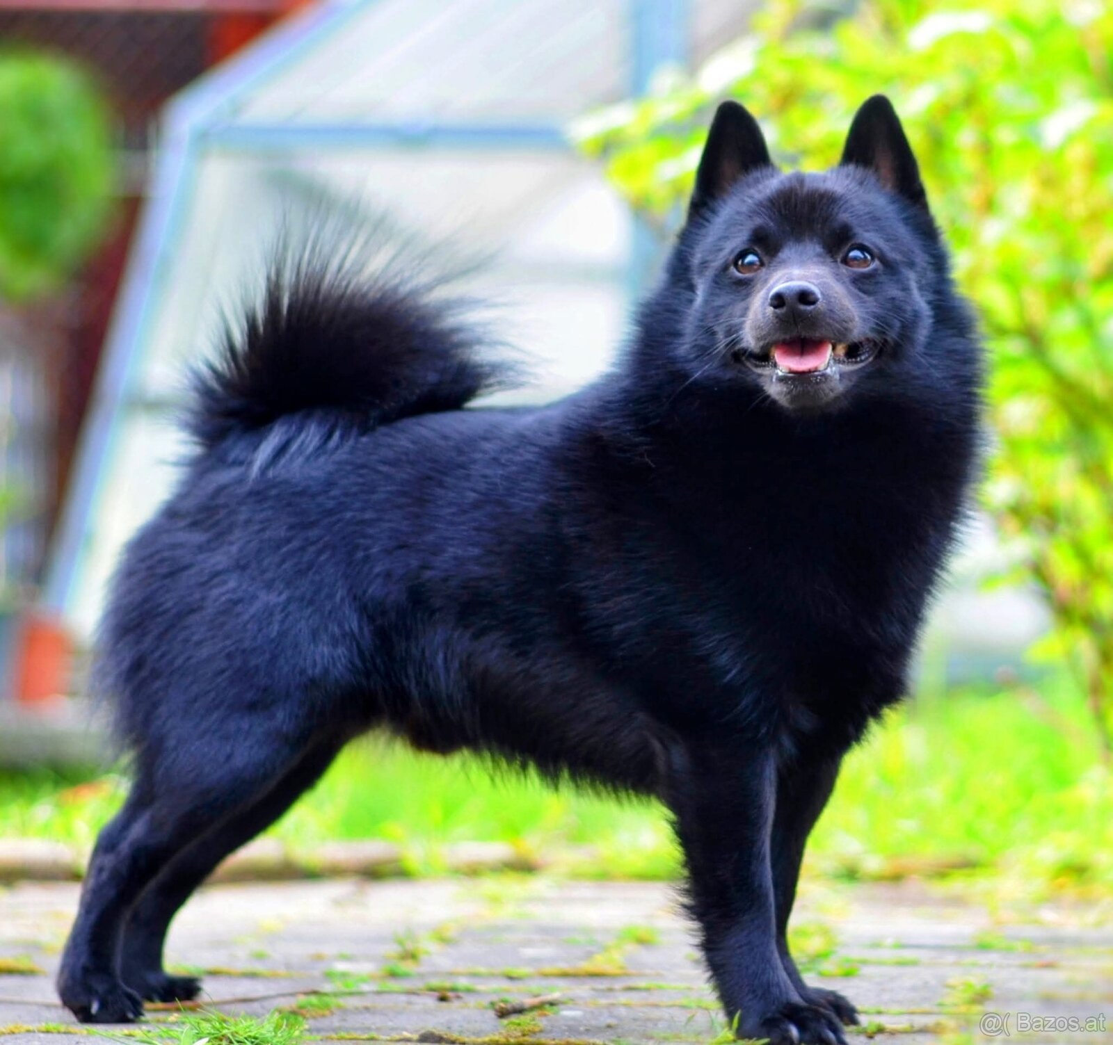 Schipperke - 4