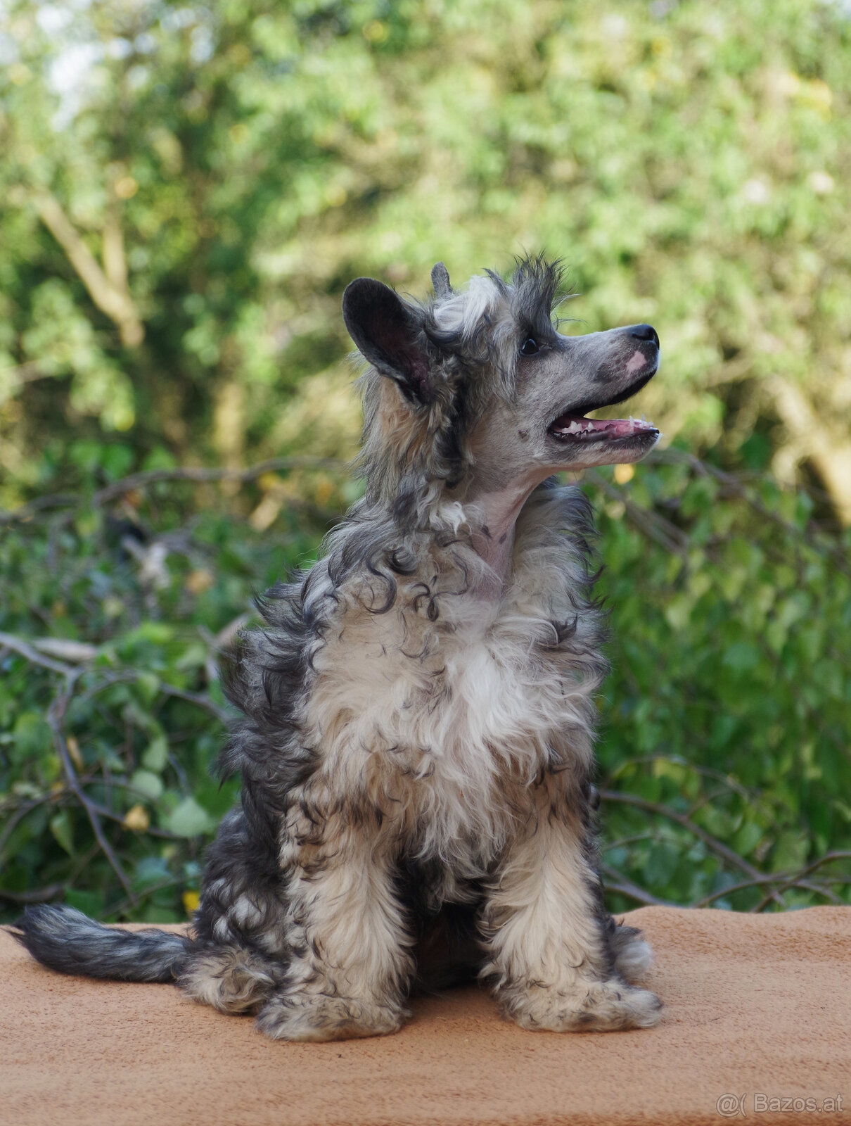 chinese crested dog - hairless - FCI - 4