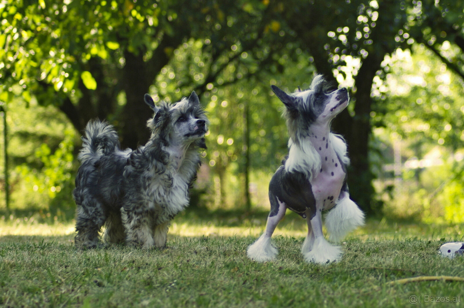 chinese crested dog - hairless - FCI - 4