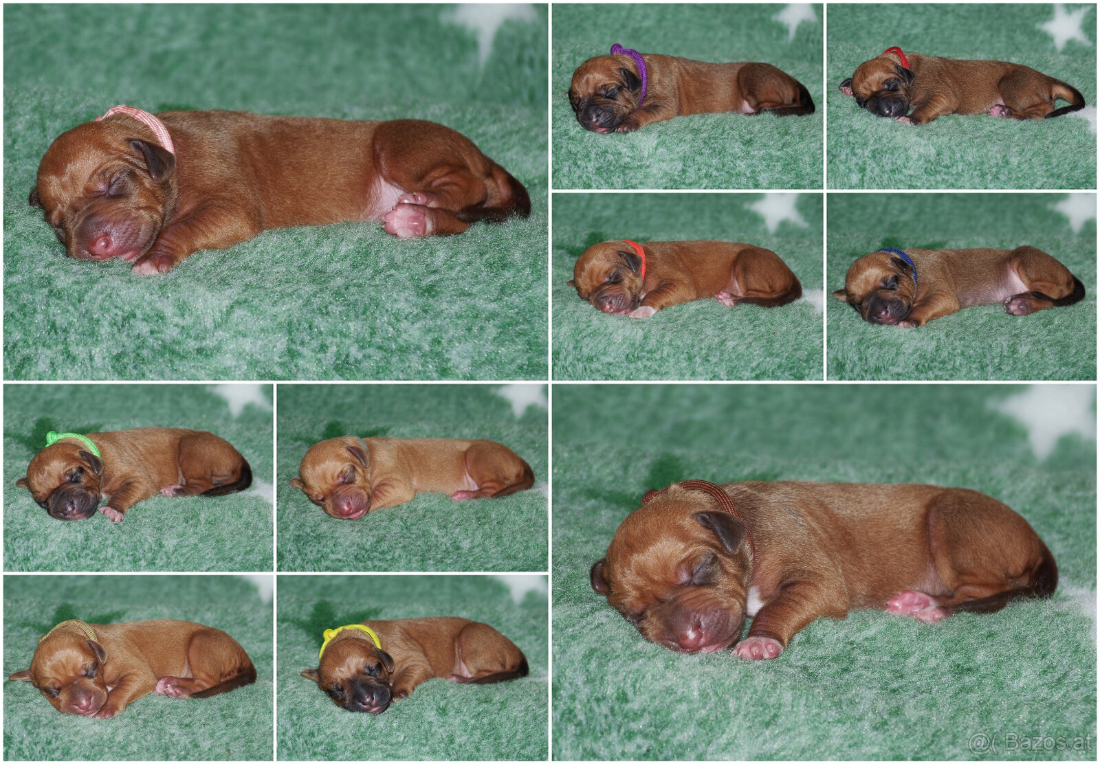 Rhodesian ridgeback FCI - 4