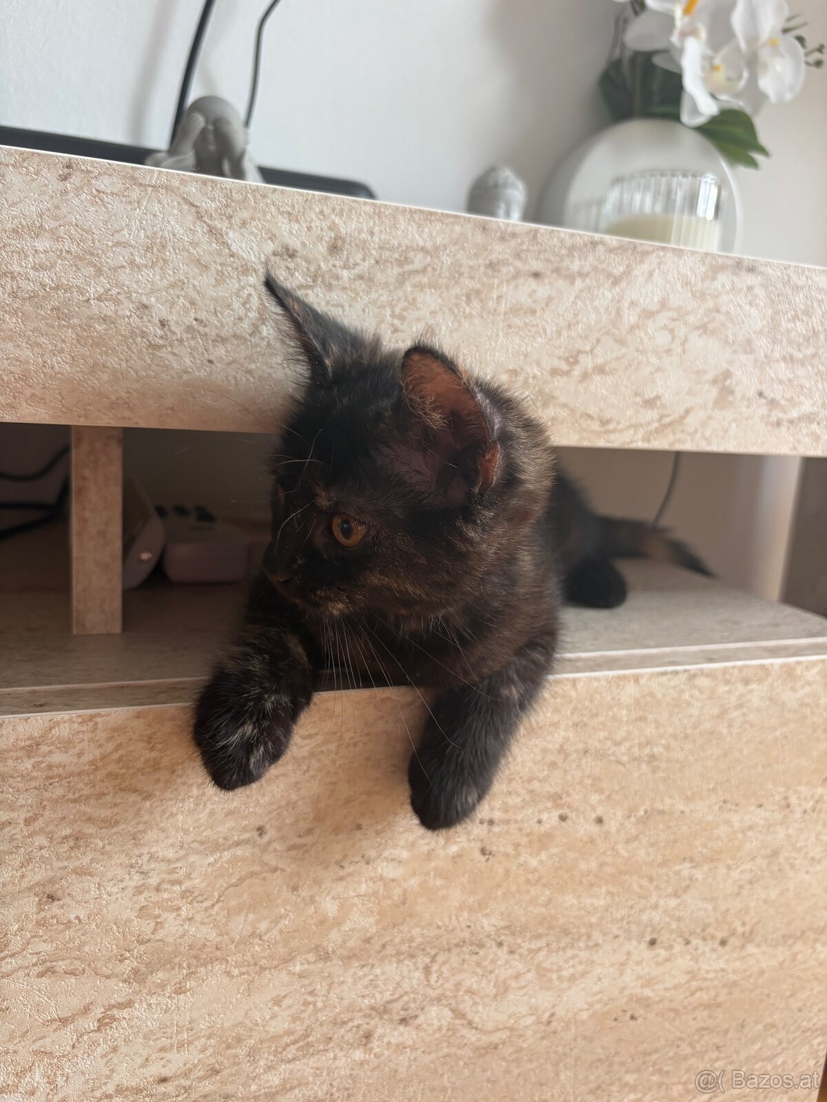 🐾 Aurelia sucht ihr Für-immer-Zuhause 🐾 - 4