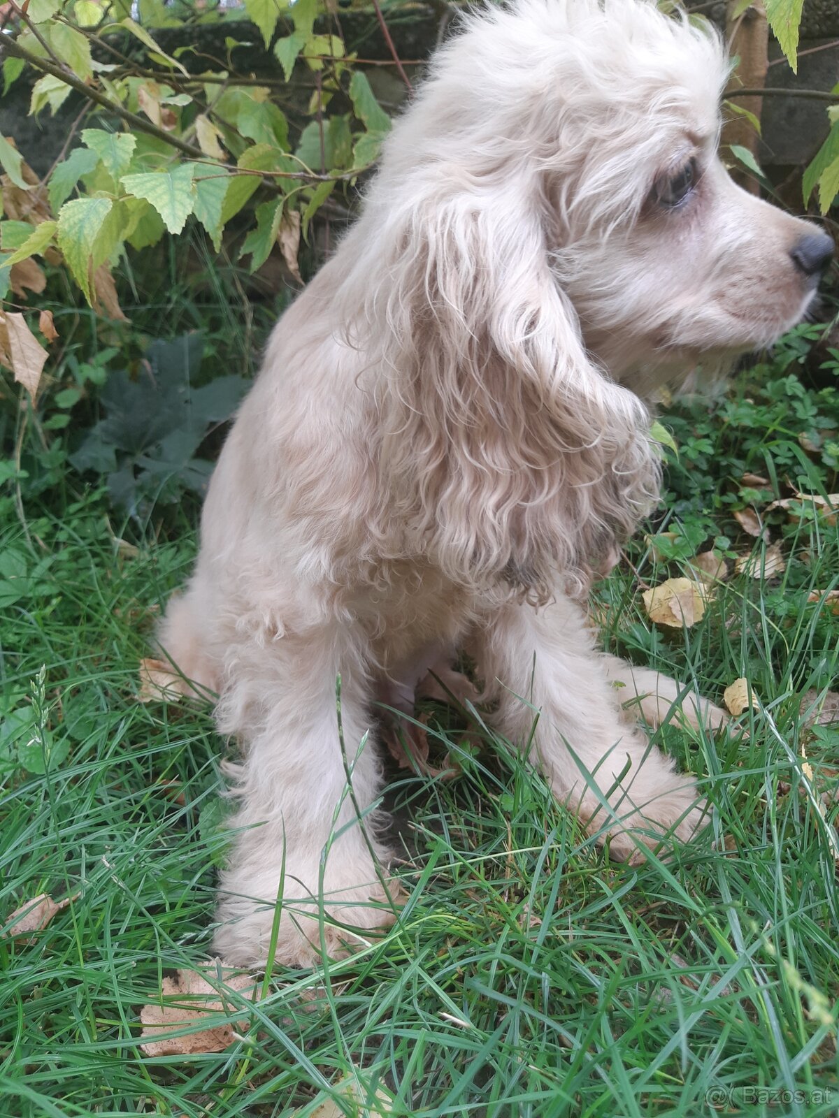 SPANIEL- FREUNDE AUFGEPASST - 4