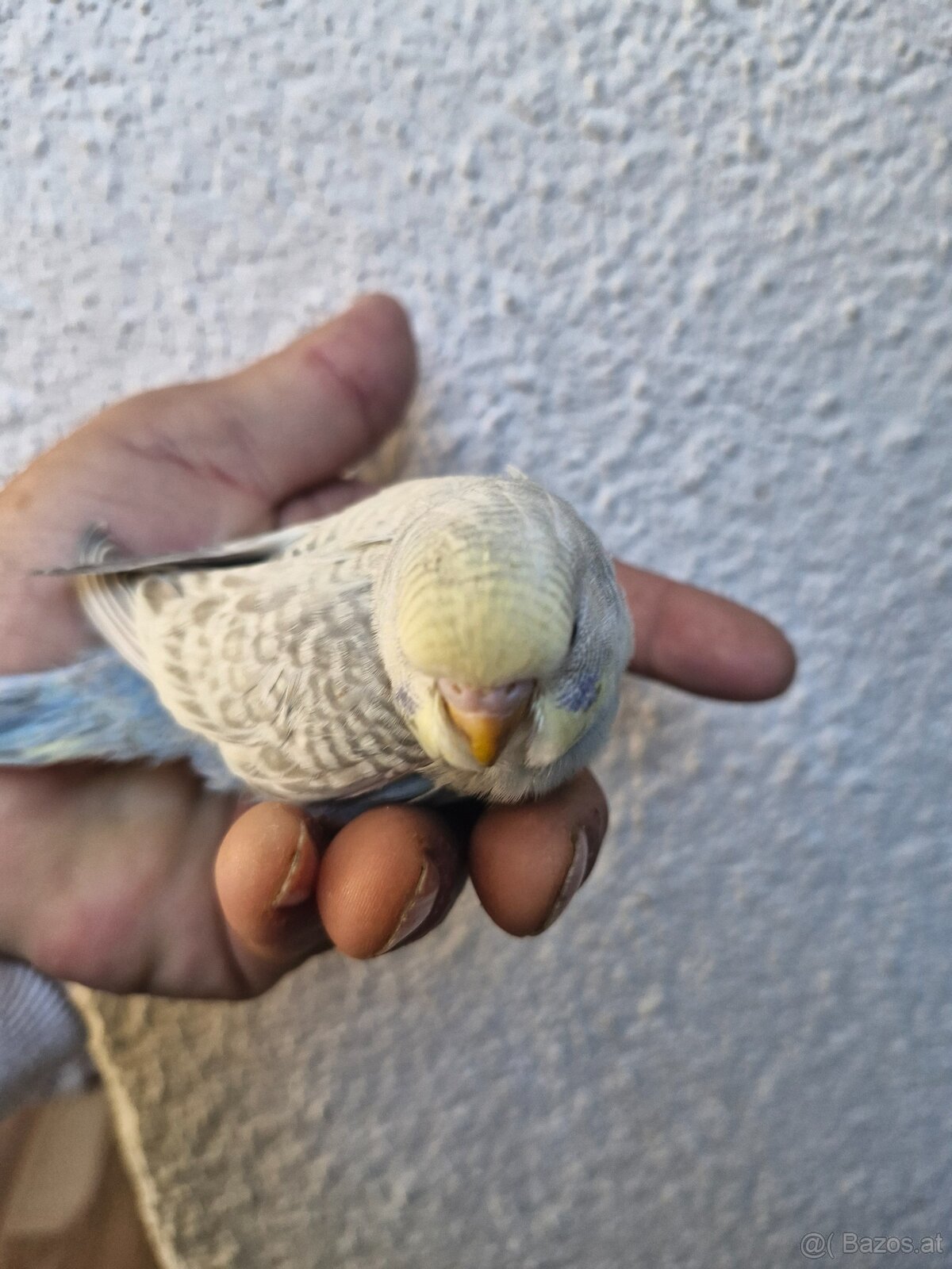 Nest junge Wellensittich - 4