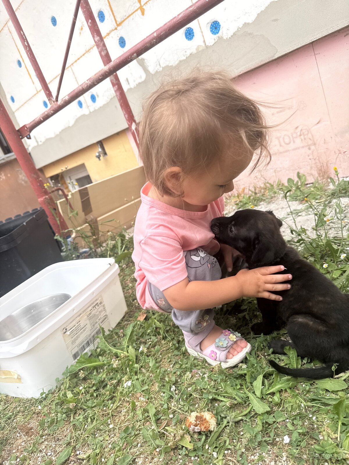 Welpen Malinois x Cane Corso - 4