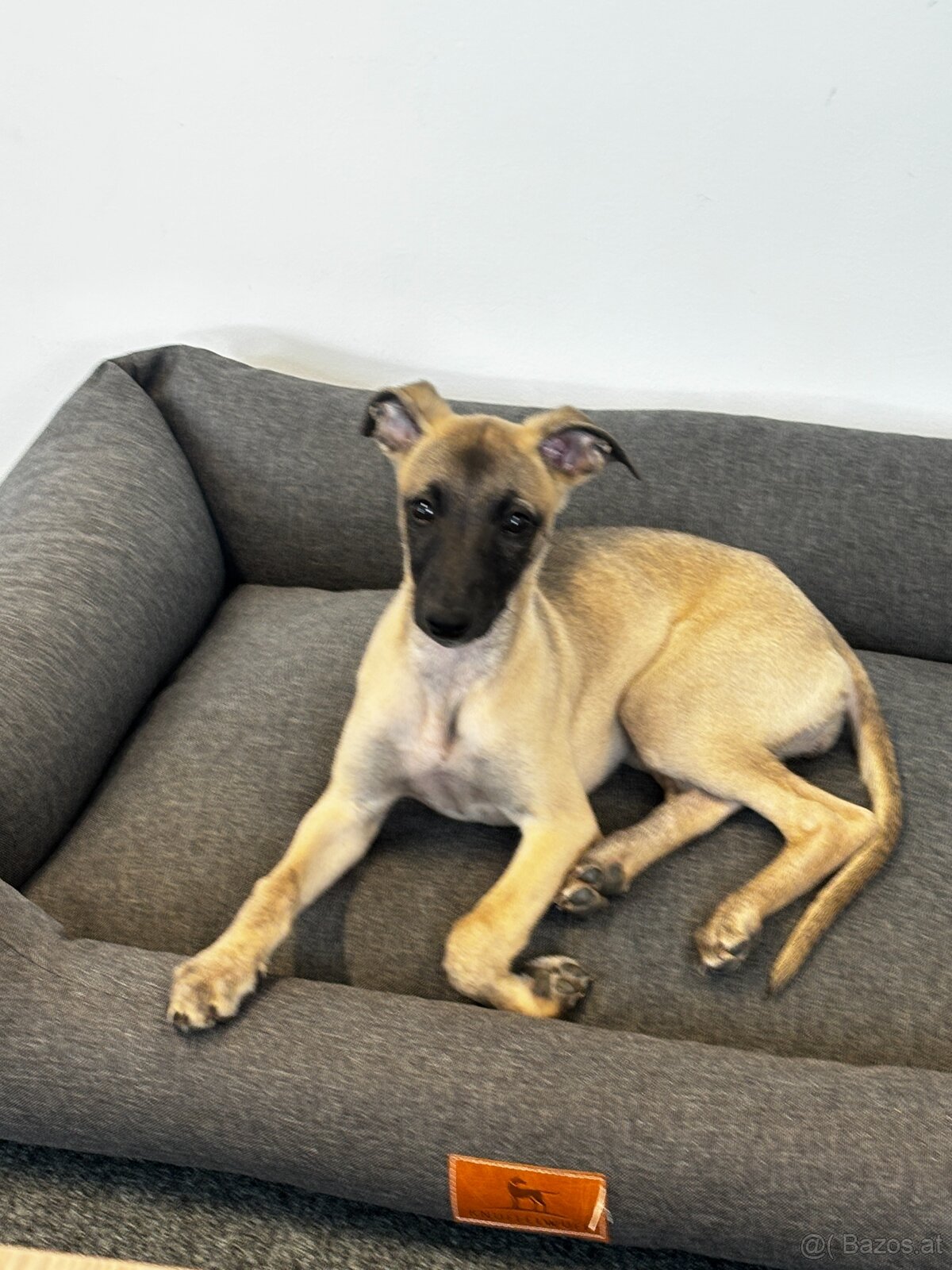 Windhund/Whippet mit PP - 4