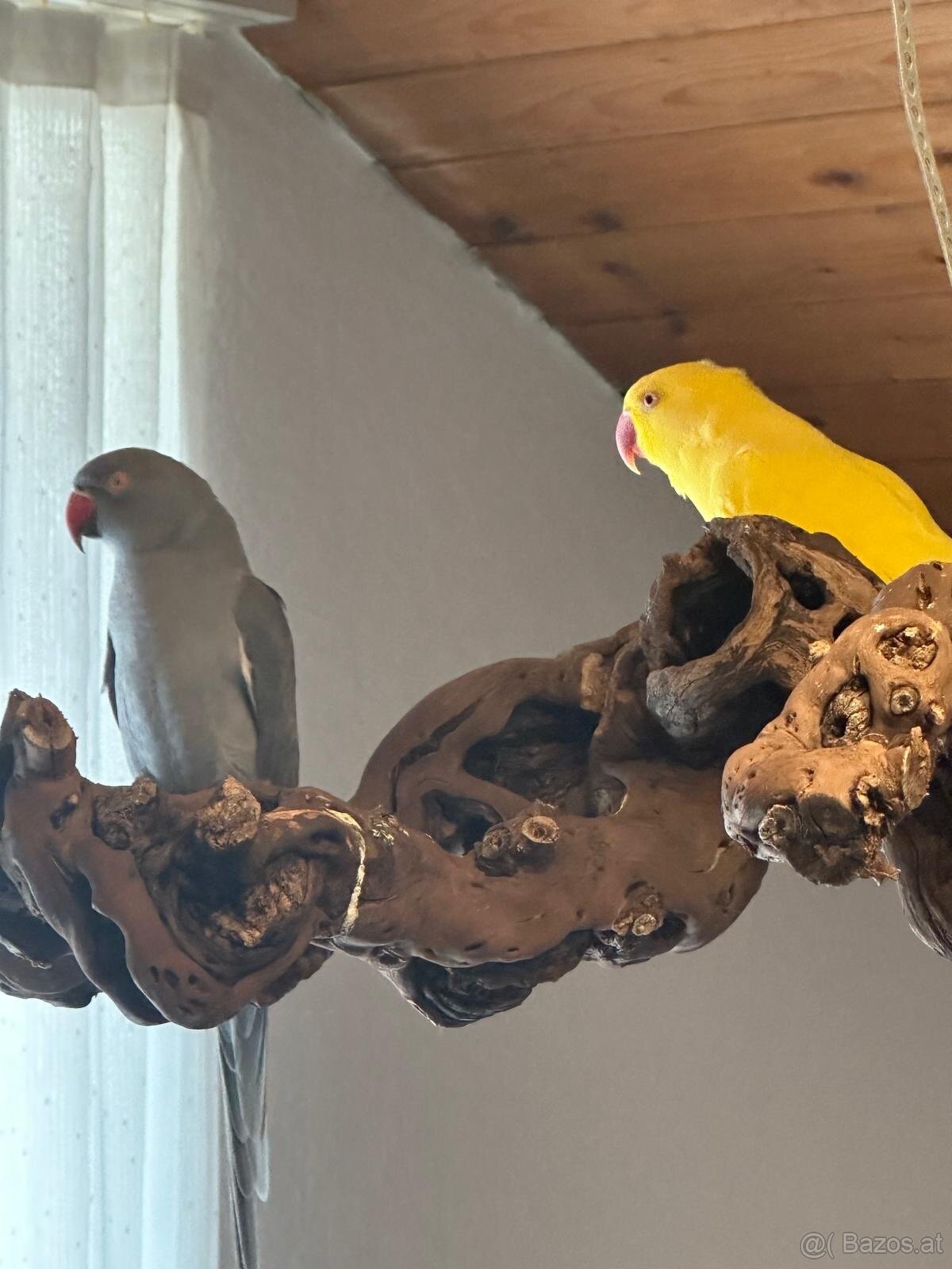 Halsbandsittiche Zuchtpaar – Gelb/Grau – mit Käfig, Zu - 4