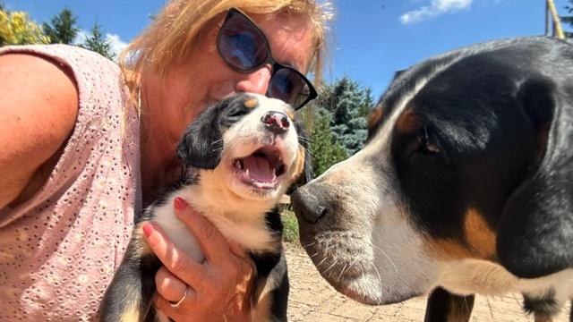 Großer Schweizer Sennenhund puppies - 4