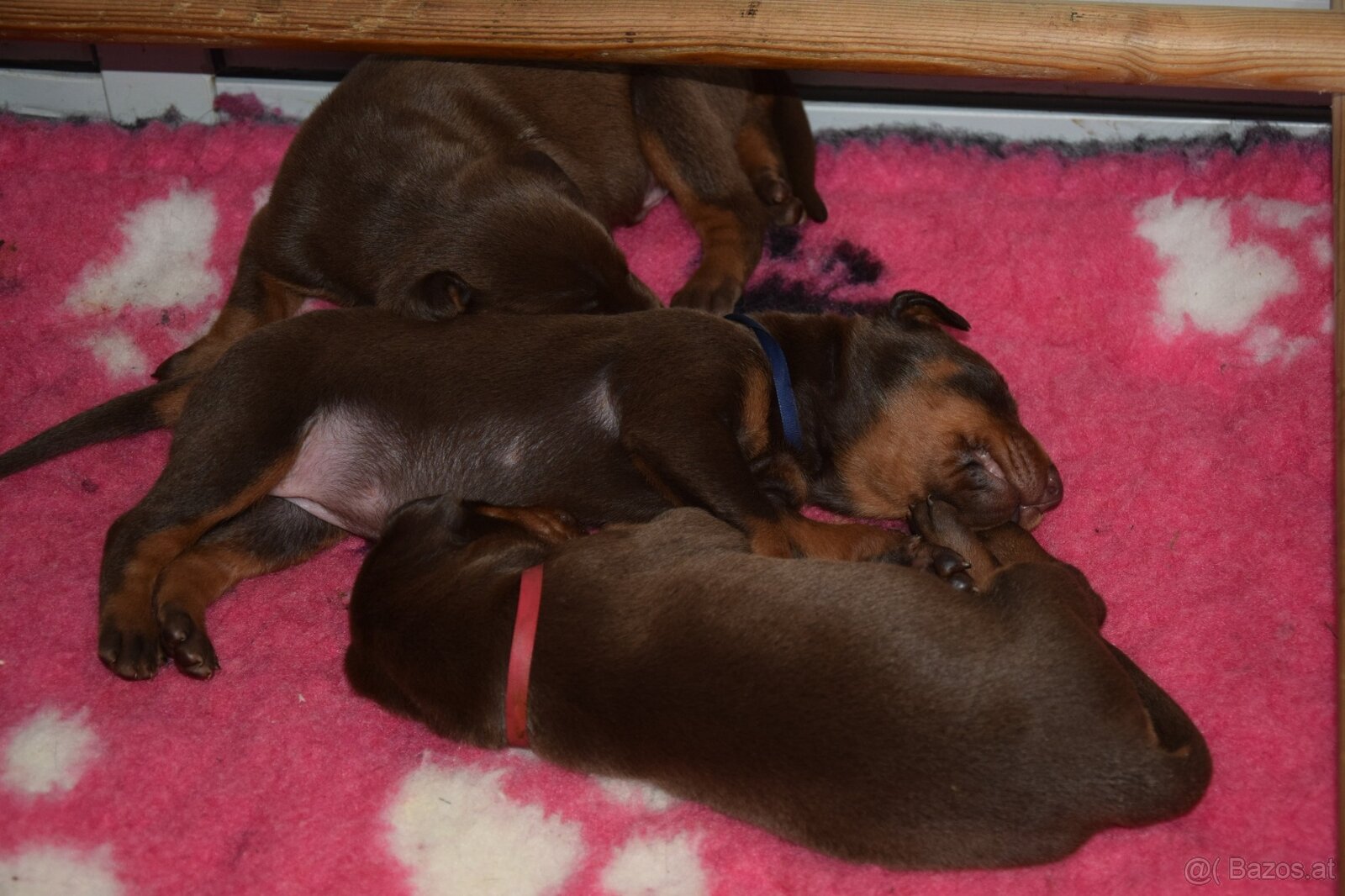 Dobermann - spitzen Welpen mit FCI Ahnentafel - 4