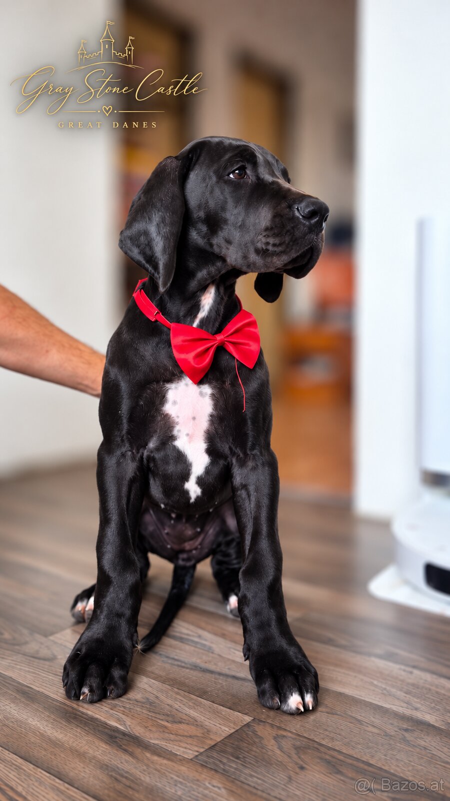 Deutsche Dogge mit Stammbaum - 4
