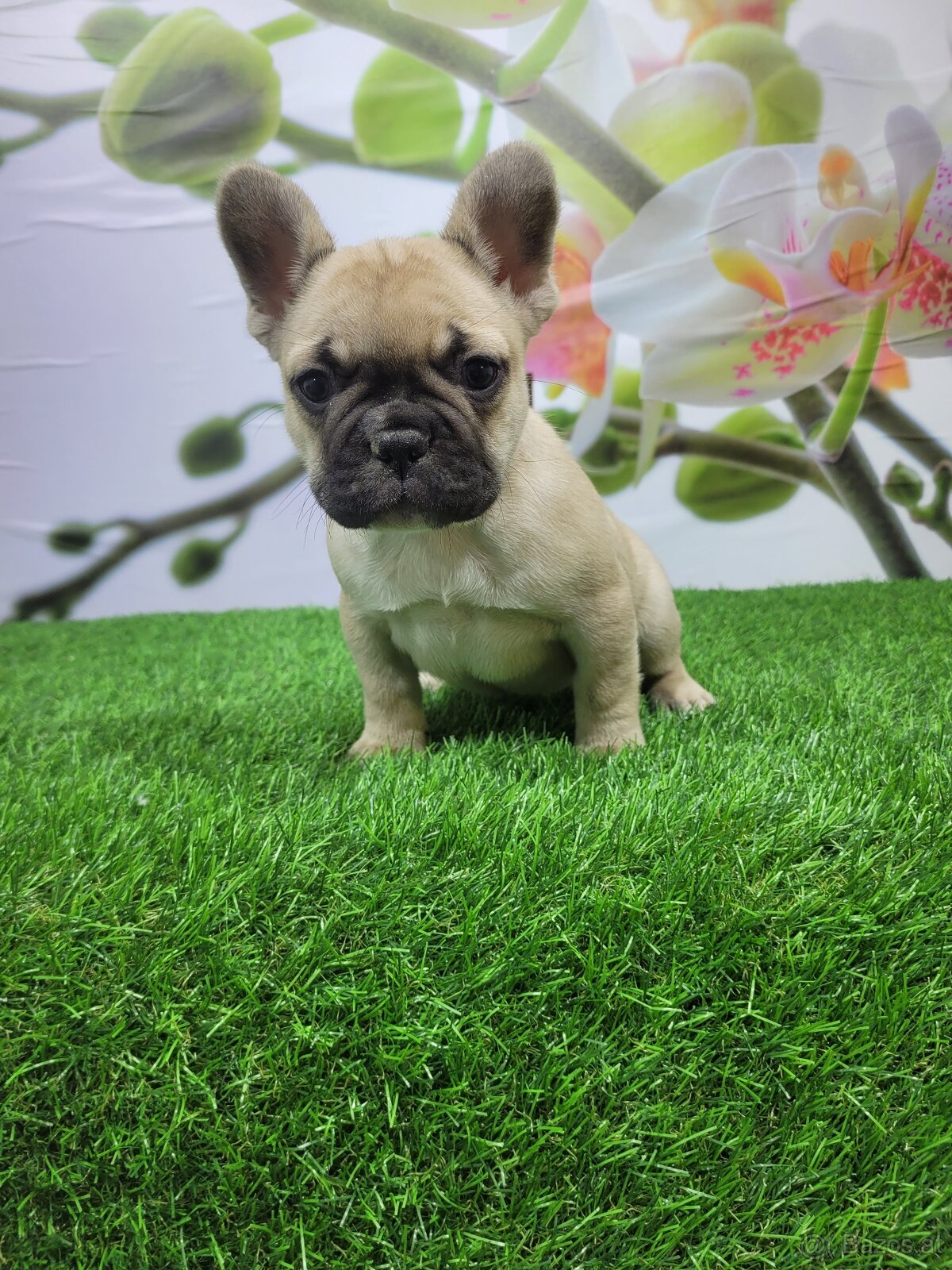 Französische Bulldoggen - 4