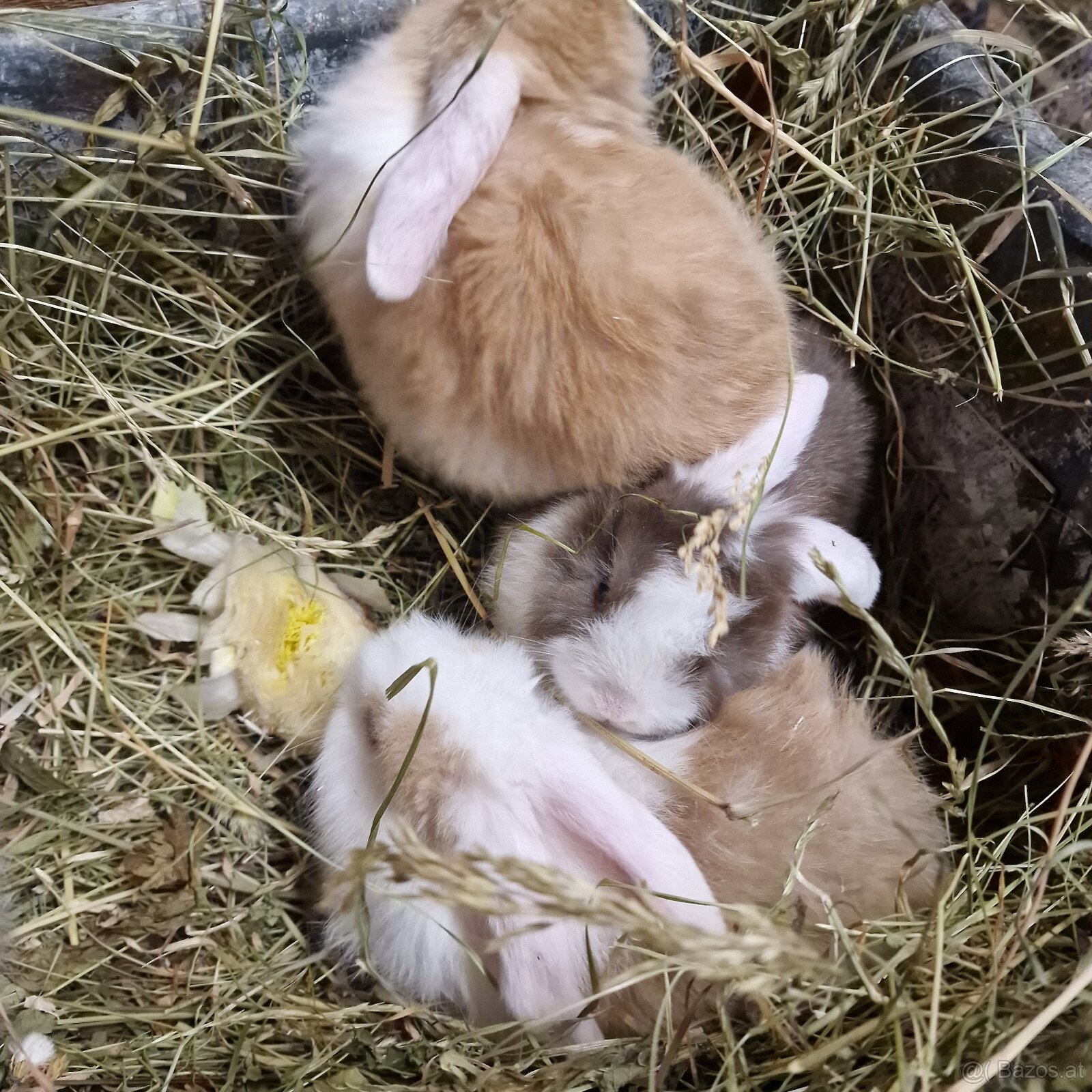 Minilop Häschen - 4