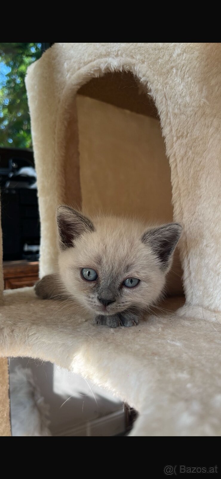 BKH-Kitten Colorpoint - 4