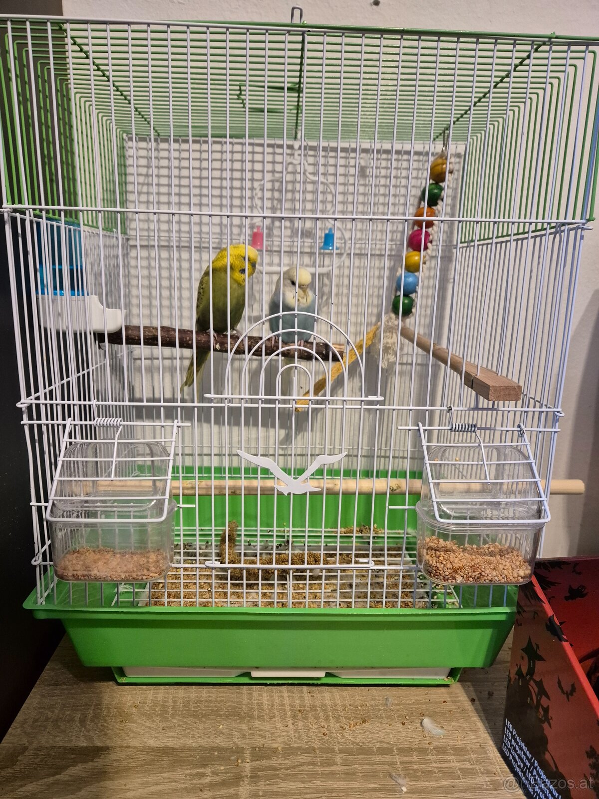 2 Wellensittiche - 4