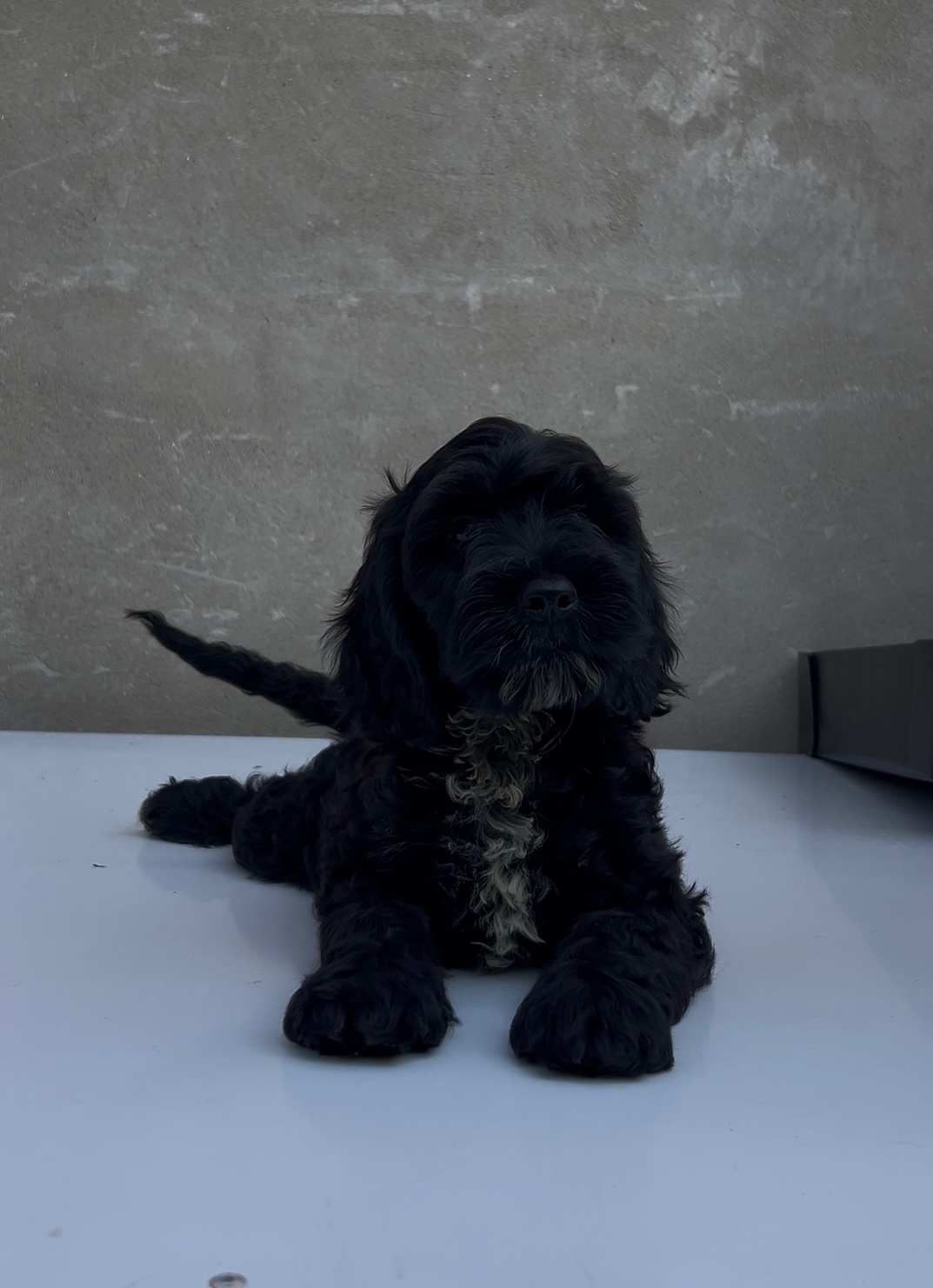 Cockapoo - 4