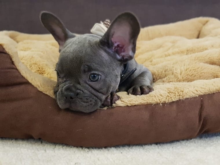 Französische Bulldoggen Welpen mit Ahnentafel - 4
