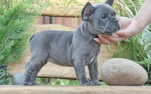 Französische Bulldoggen Welpen (Blue) suchen ein Zuhausegesu - 4