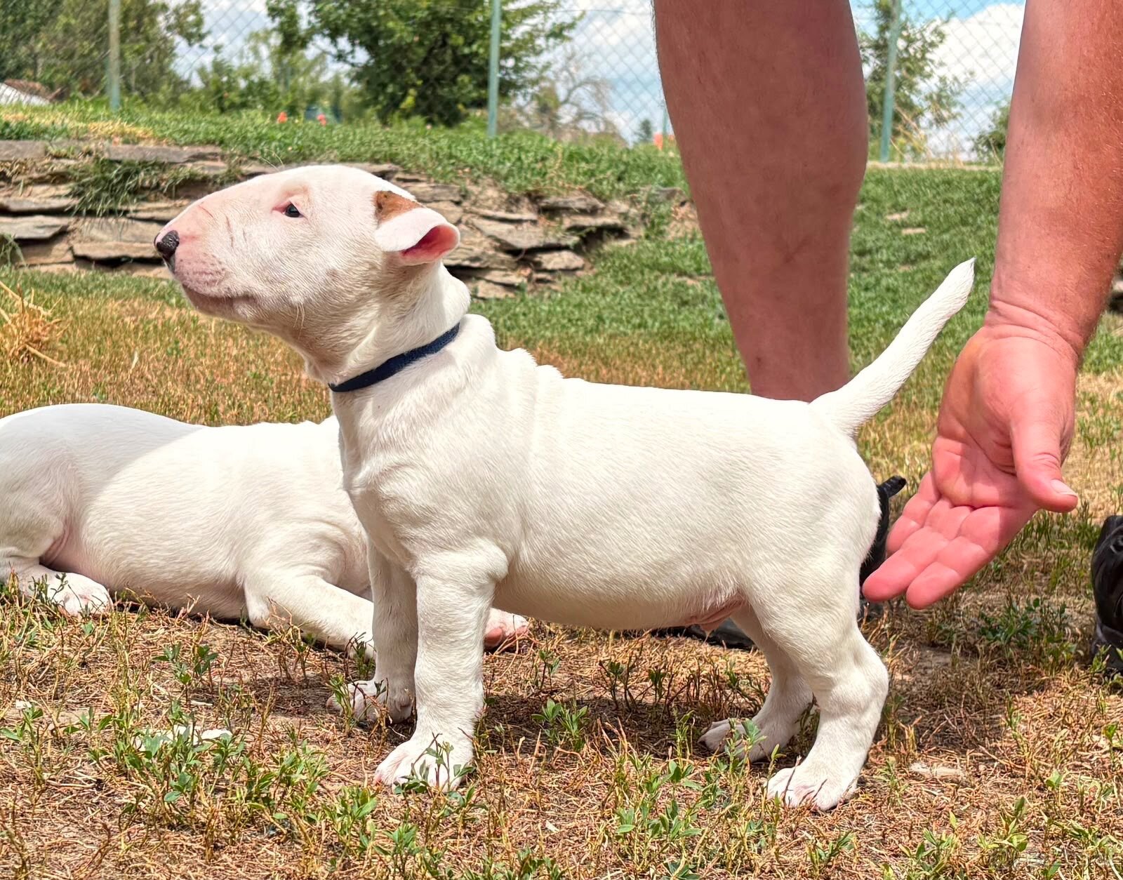 Bullterrier - 4