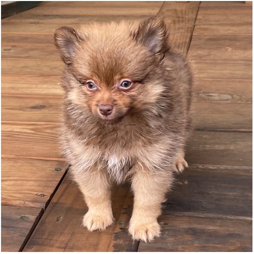 Pomeranian ZwergSpitz Teddy Welpen - 4