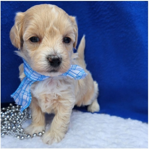 Maltipoo Welpen suchen liebevolles Zuhause - 4