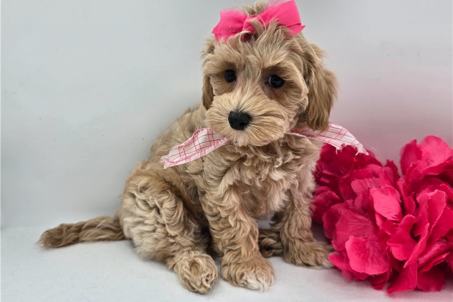 Maltipoo Welpen - 4
