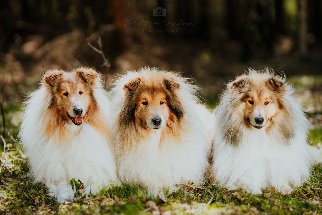 Collie Langhaar Welpen (FCI Stammbaum) - 4